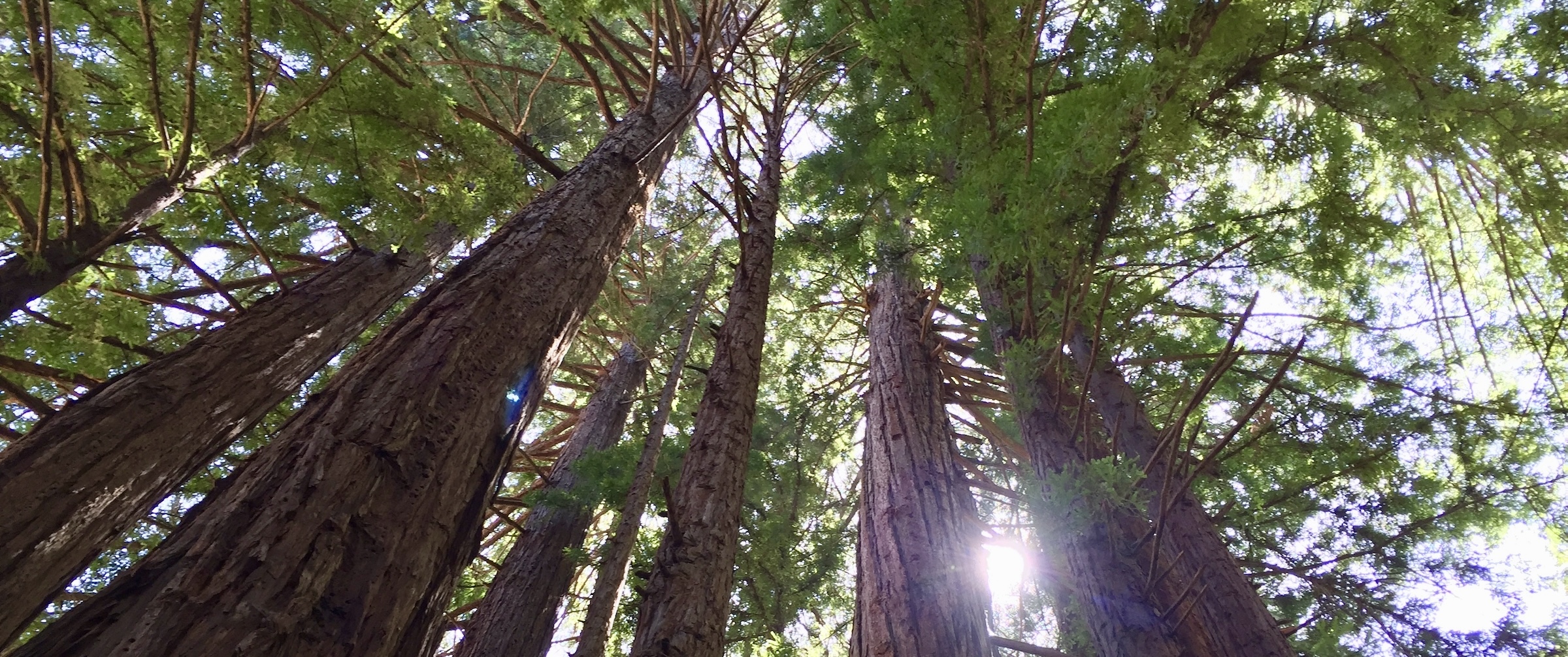 Sun shining through forest of redwood trees